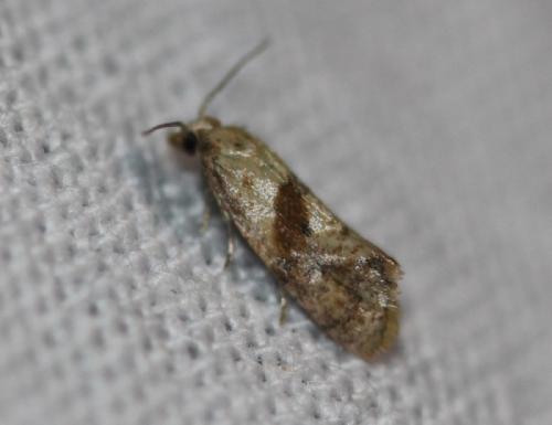 Réf. 328 123 : Cochylidia sp.